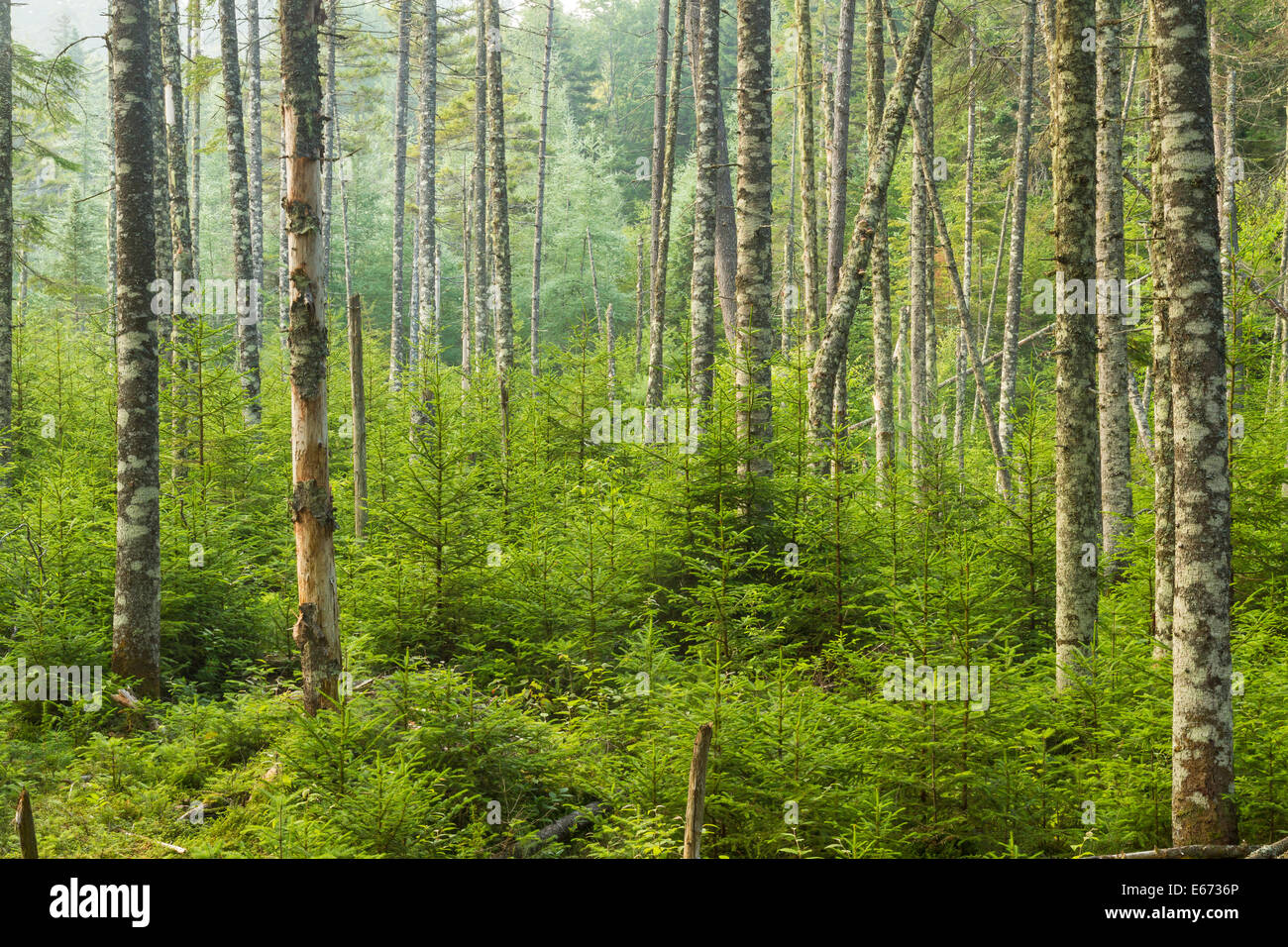 A lush evergreen forest near Ferd's Bog in the Adirondack Mountains of