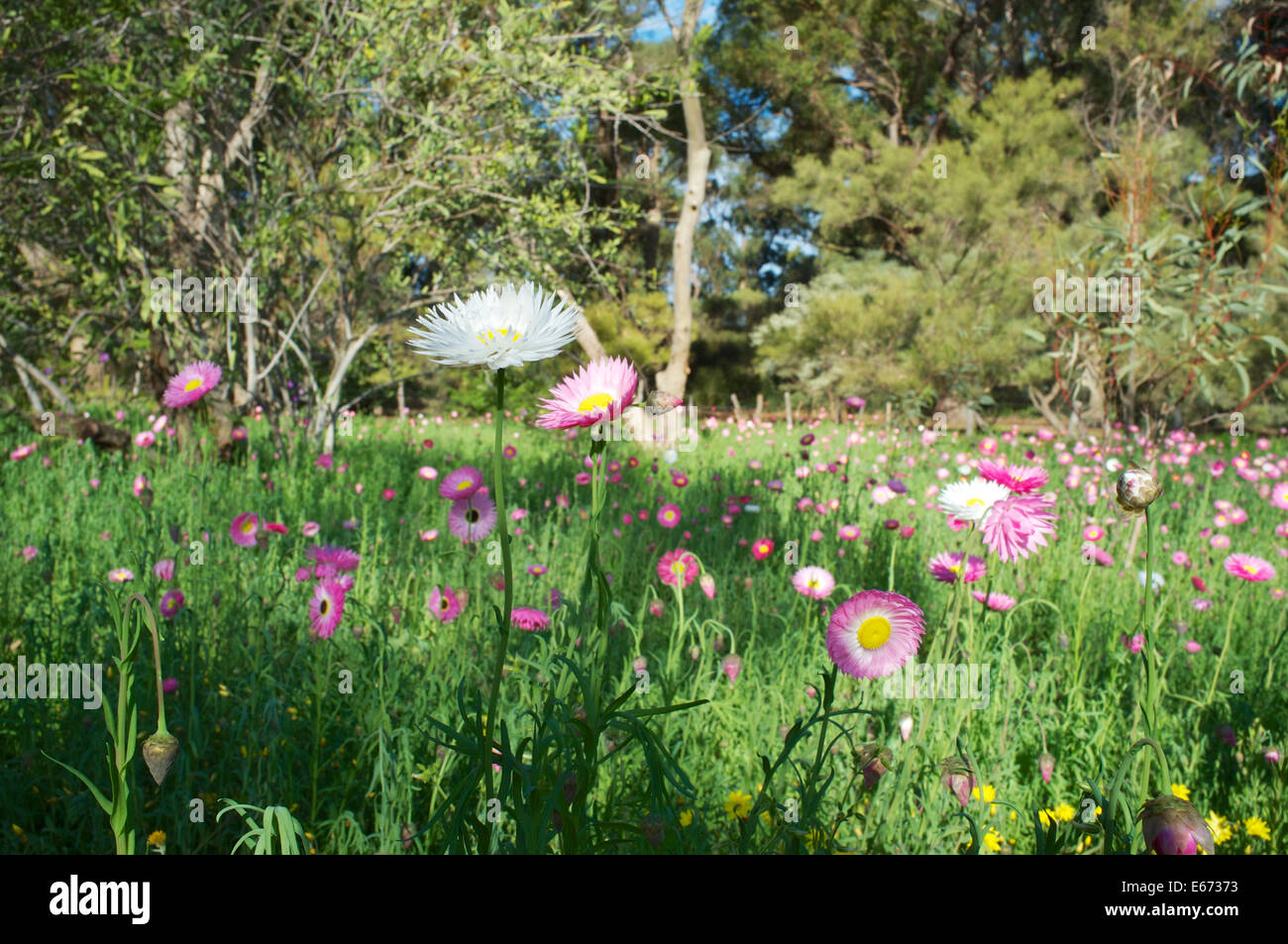 Spring wildflowers in King's Park, Perth, Western Australia Stock Photo