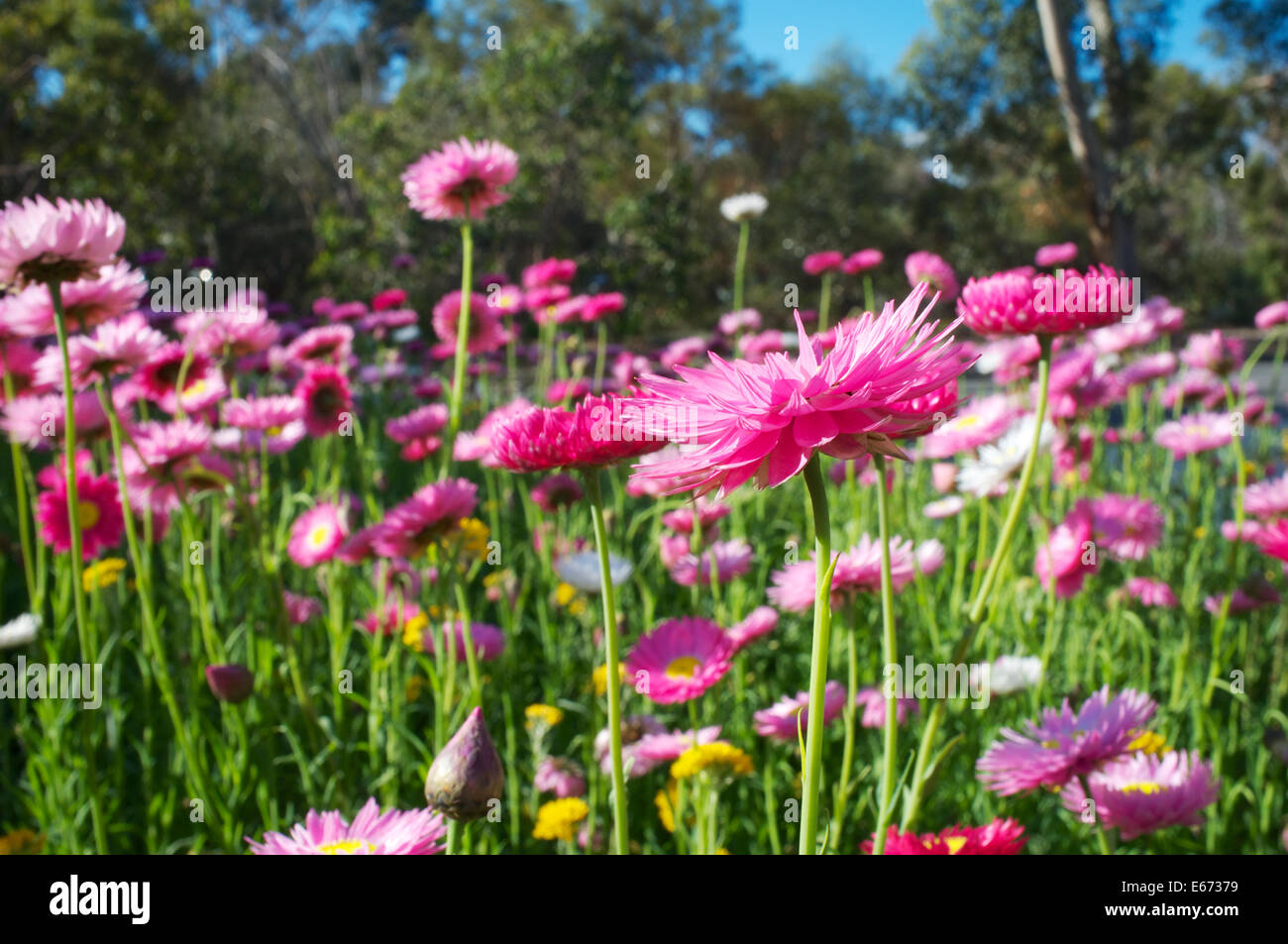 Spring wildflowers in King's Park, Perth, Western Australia Stock Photo