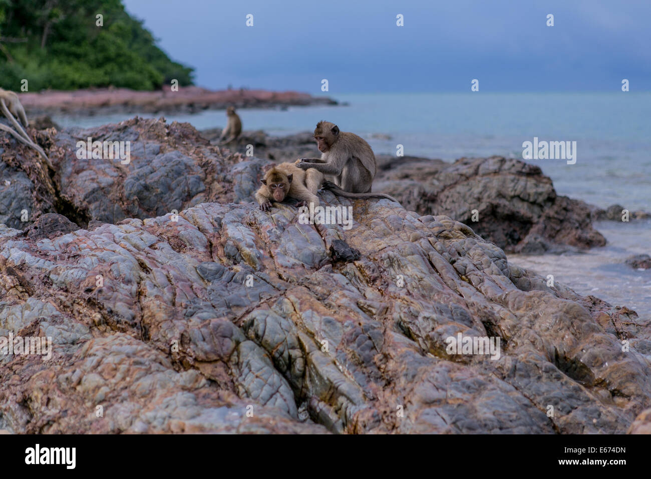 Monkeys seating on the stones of the monkey's island Stock Photo - Alamy