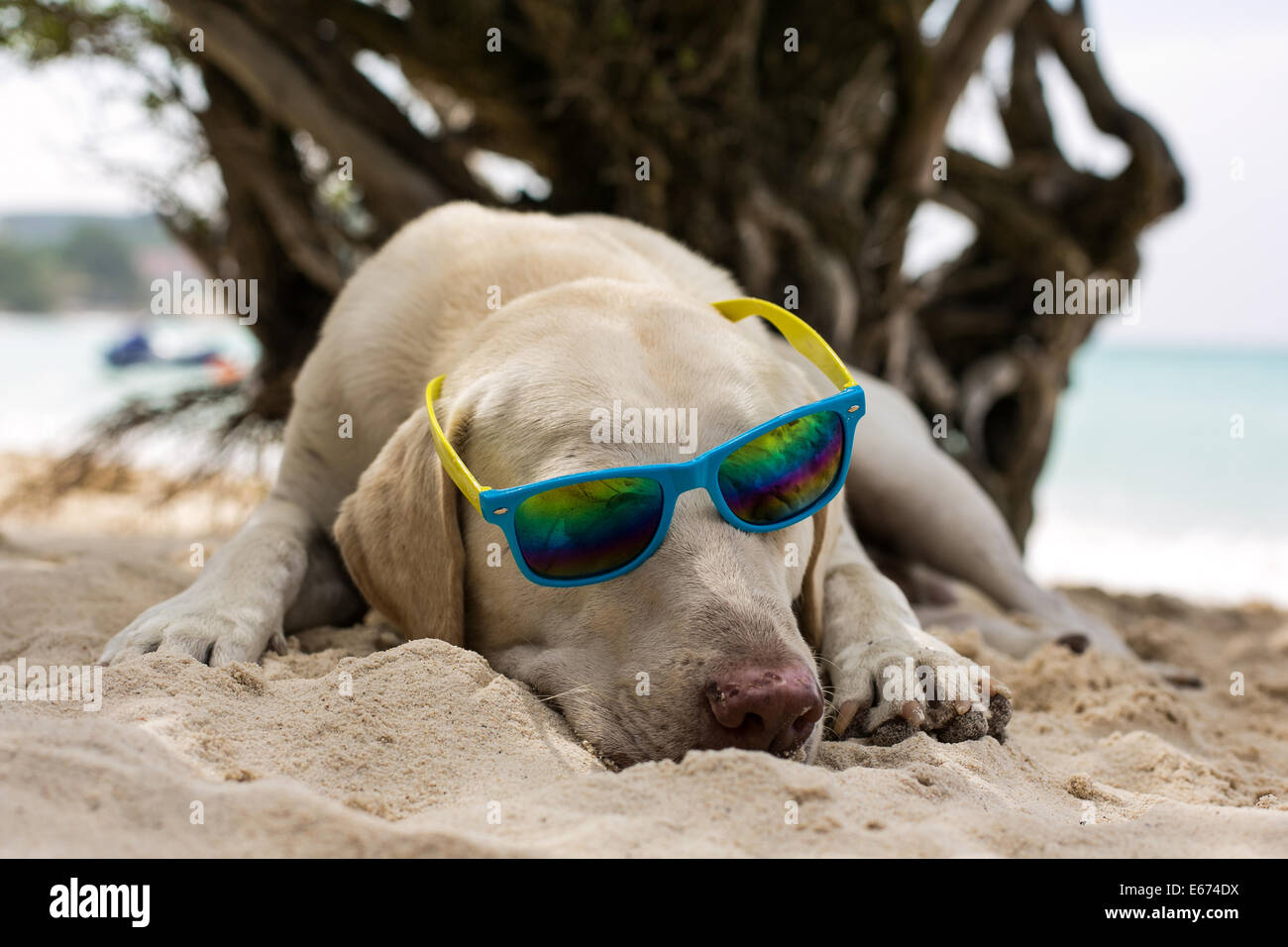 Adorable cool dude dog wearing sunglasses laying on the beach Stock ...