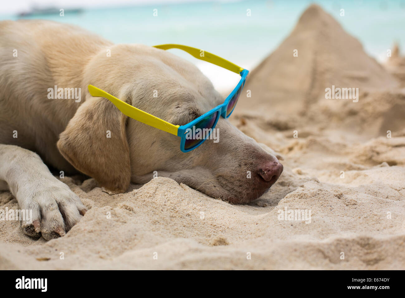 Adorable cool dude dog wearing sunglasses laying on the beach Stock ...