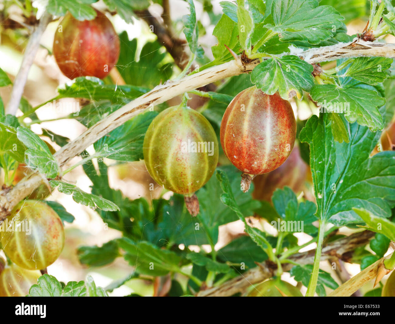 Close up view gooseberry hi-res stock photography and images - Alamy