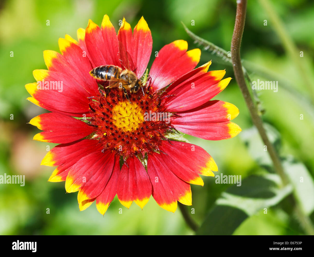 bee gathering blossom pollen from gaillardia flower in summer day Stock Photo