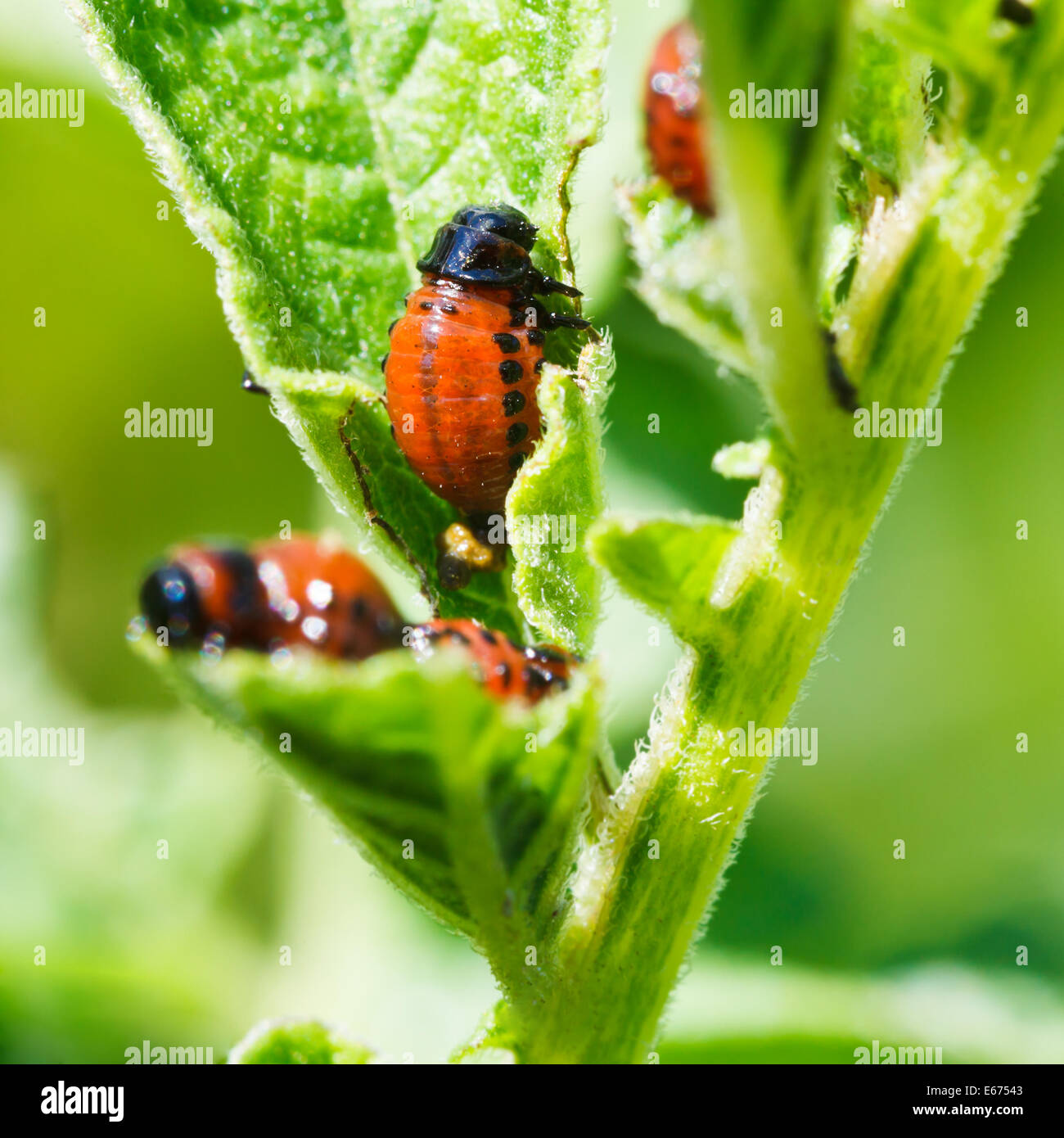 Potato caterpillar hires stock photography and images Alamy