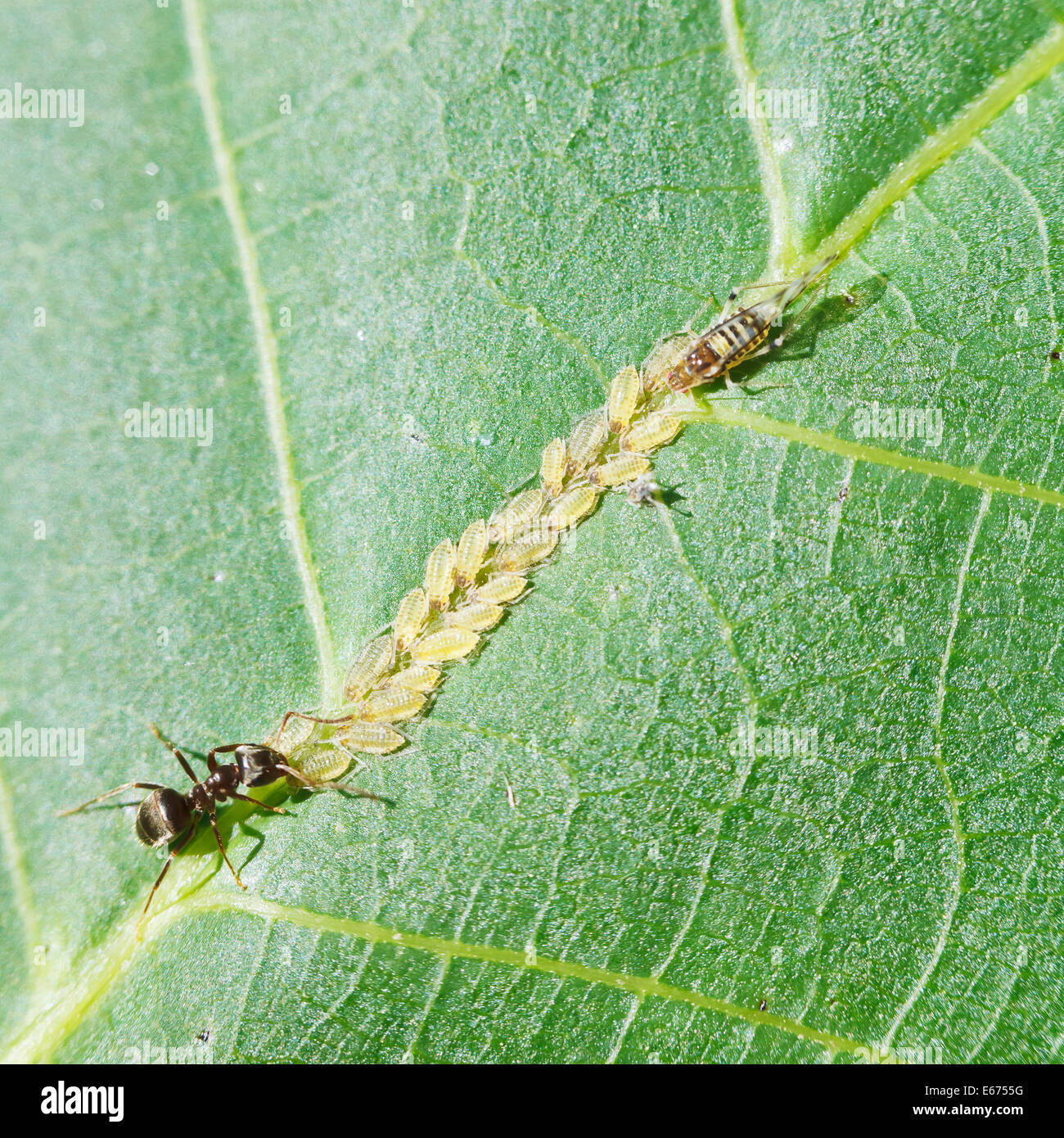 ant tending aphids herd on leaf of walnut tree close up Stock Photo