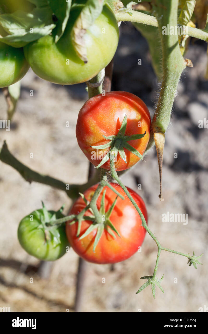 green and red tomato on bush in garden in summer day Stock Photo - Alamy