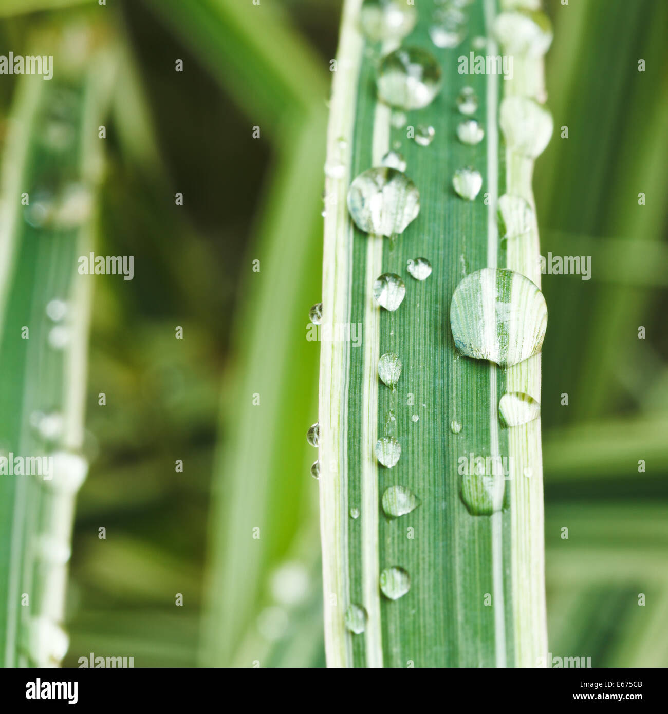 rain drops on green blades of carex morrowii japonica close up Stock Photo