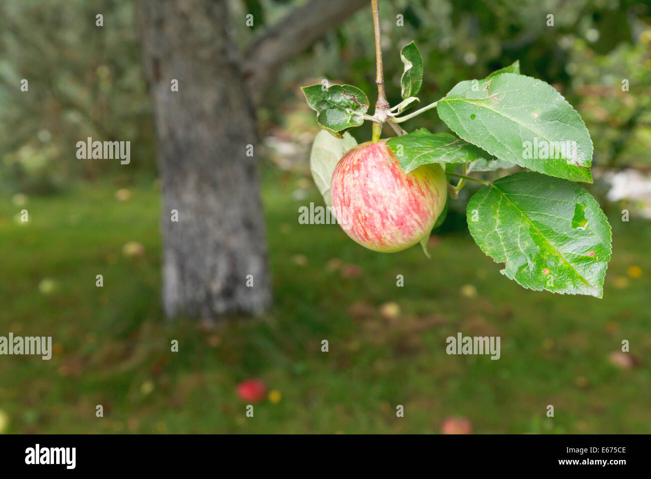 red apple on tree over fallen ripe fruits in summer Stock Photo
