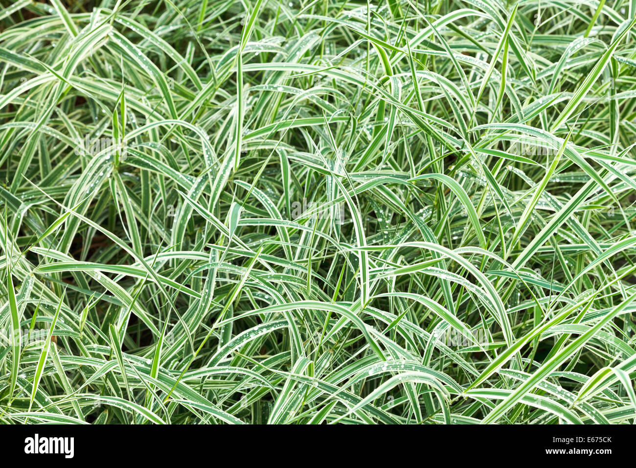 natural background from wet green blades of Carex morrowii japonica decorative grass after rain Stock Photo