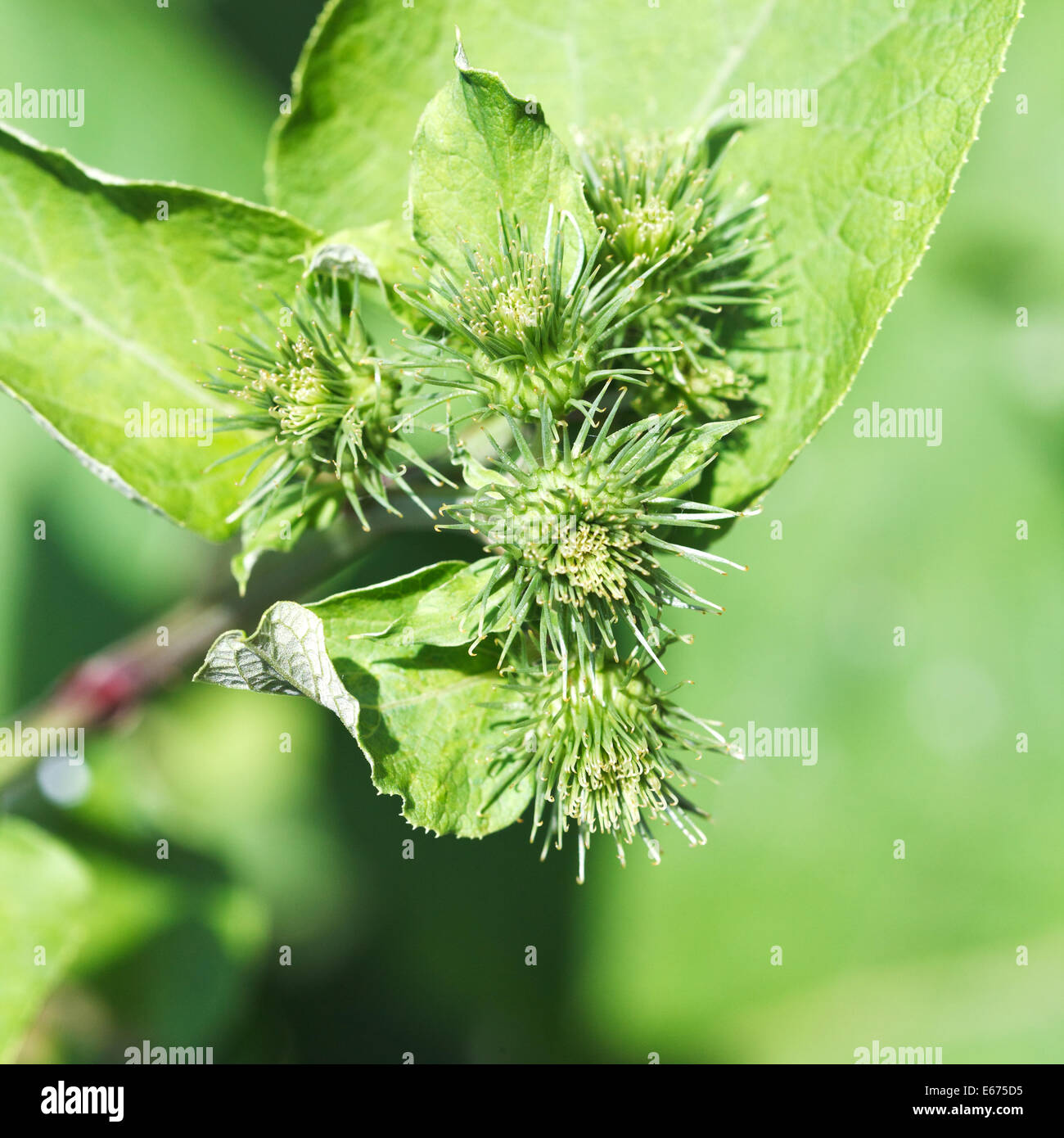 prickly heads of Arctium lappa (greater burdock) plant close up in summer day Stock Photo