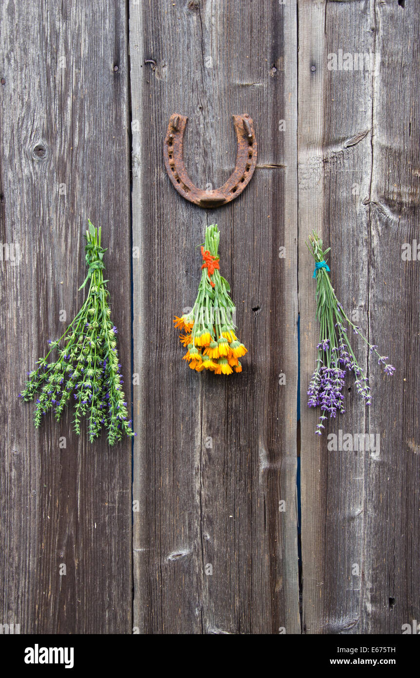 fresh medical herbs lavender, marigold (calendula) and hyssop (Hyssopus officinalis) on old wooden farm barn wall Stock Photo