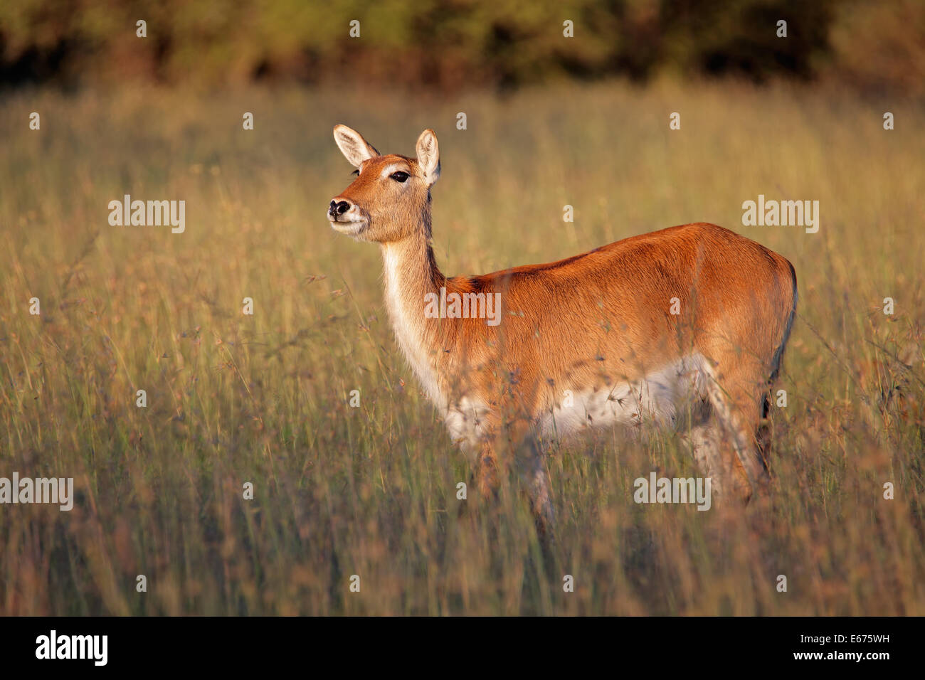 Female red lechwe antelope (Kobus leche) in tall grass, southern Africa Stock Photo