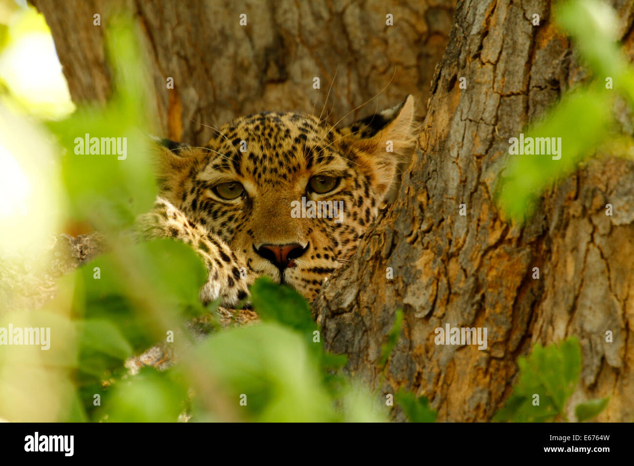High up in the tree canopy, leopards are at home safe from lions & hyenas, peeking through the leaves Stock Photo
