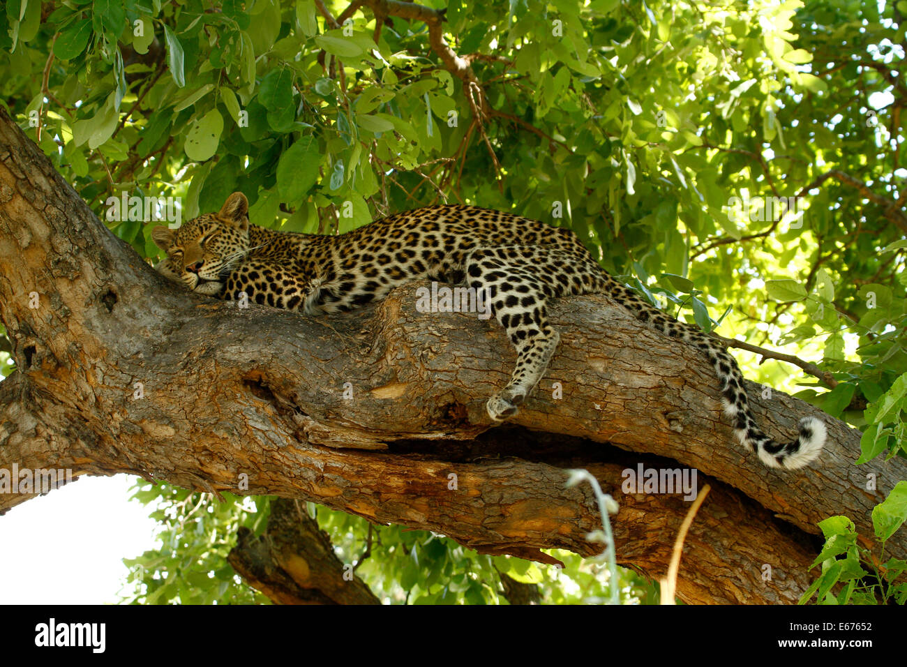 High up in the tree canopy, leopards are at home safe from lions & hyenas, curled up resting with legs dangling Stock Photo
