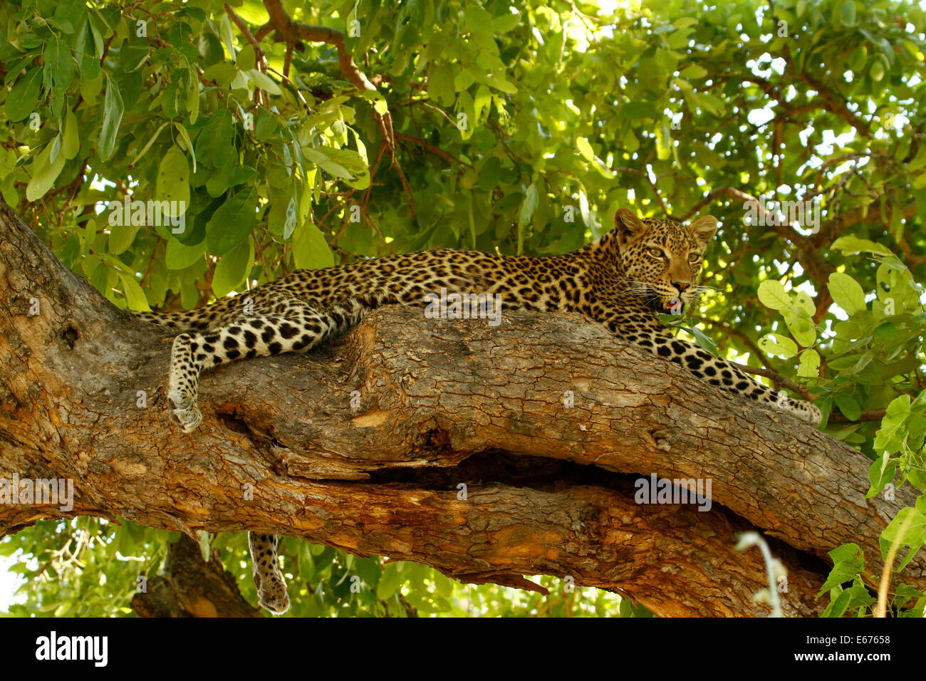 High up in the tree canopy, leopards are at home safe from lions & hyenas they have very strong jaw & neck muscles Stock Photo
