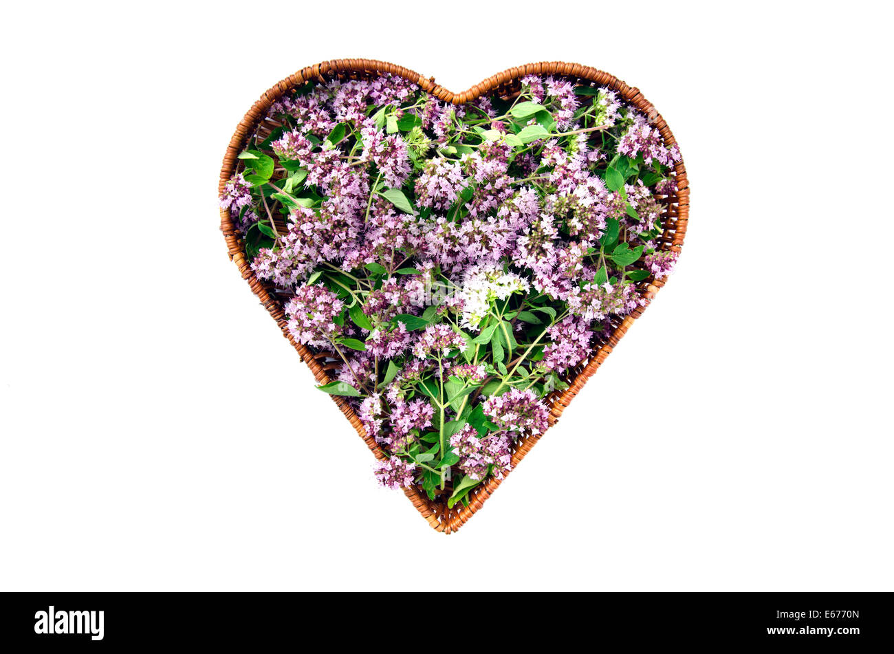 wild marjoram oregano medical and spices flowers in heart form wicker