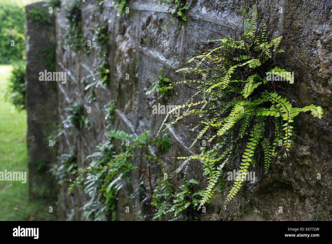 Wall fern gardening hi-res stock photography and images - Alamy