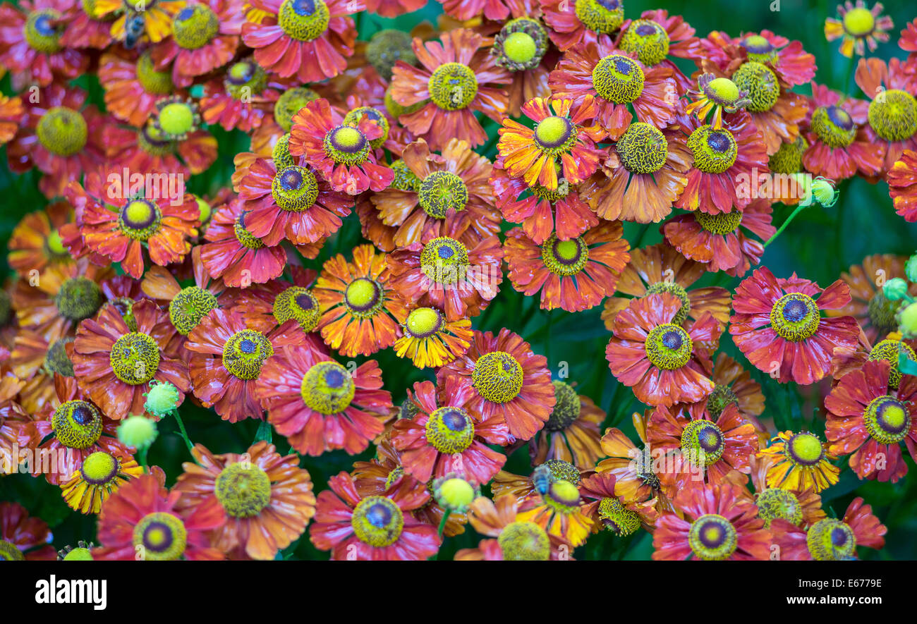 Lots of red helenium flowers close up Stock Photo