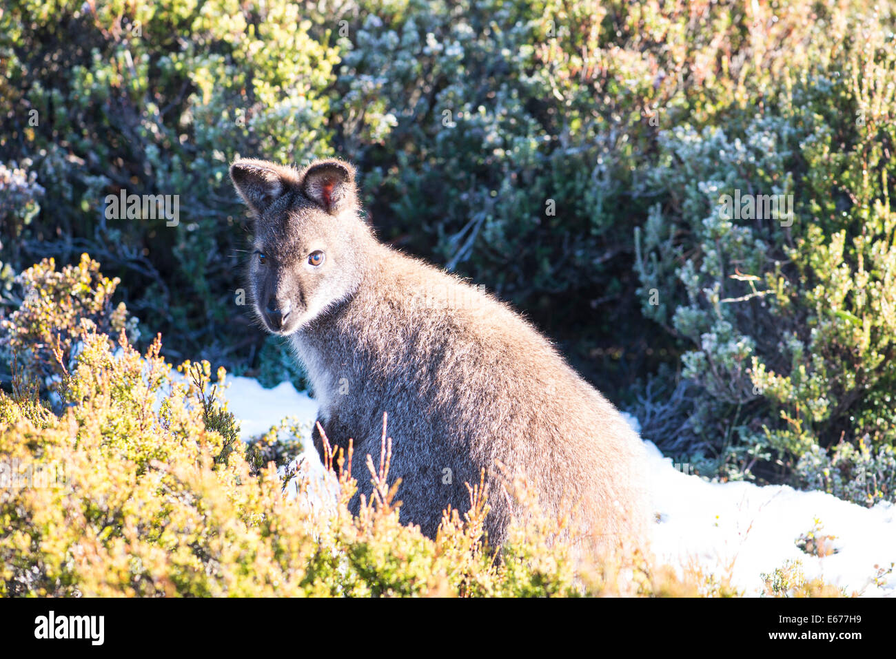 Bennetts wallaby, Tasmania Stock Photo