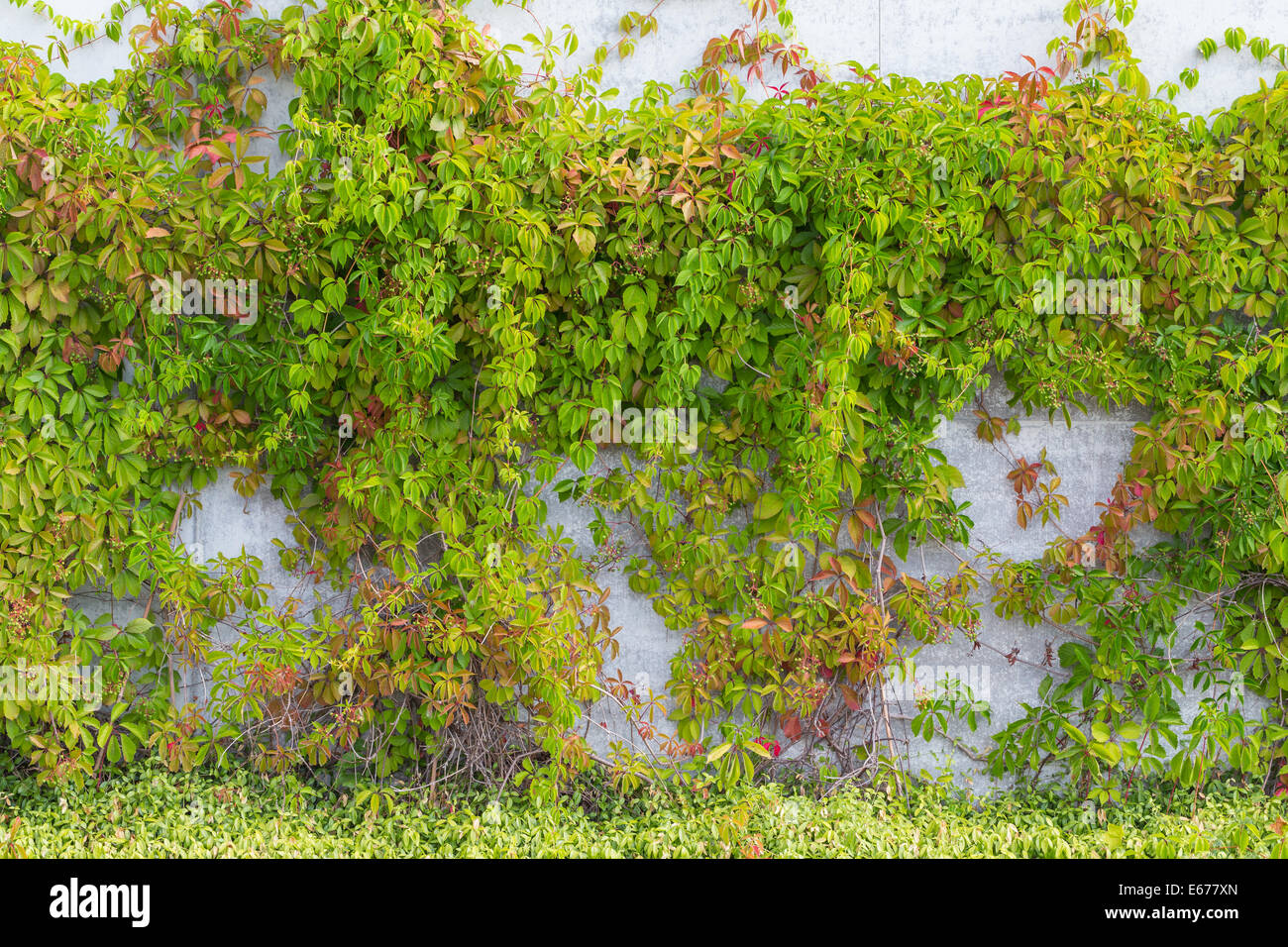 The Green Creeper Plant on the Wall Stock Photo Alamy