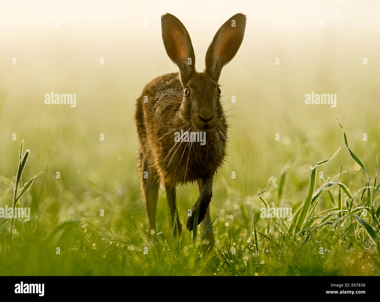 A brown hare running through a dew laden meadow Stock Photo