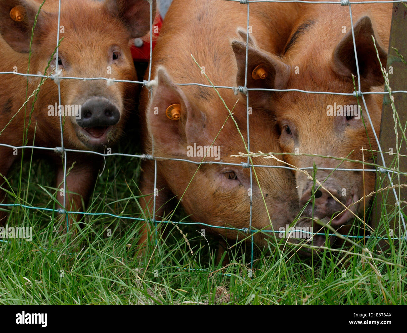 Tamworth X Berkshire pigs looking happy, UK Stock Photo