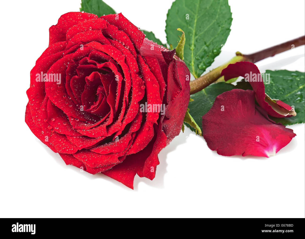 Red rose with petals isolated on white background. Closeup Stock Photo ...