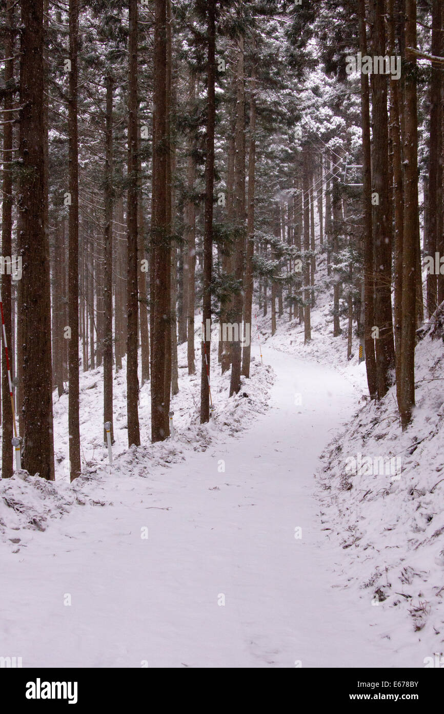 A snow covered path through the forest, Japan Stock Photo - Alamy