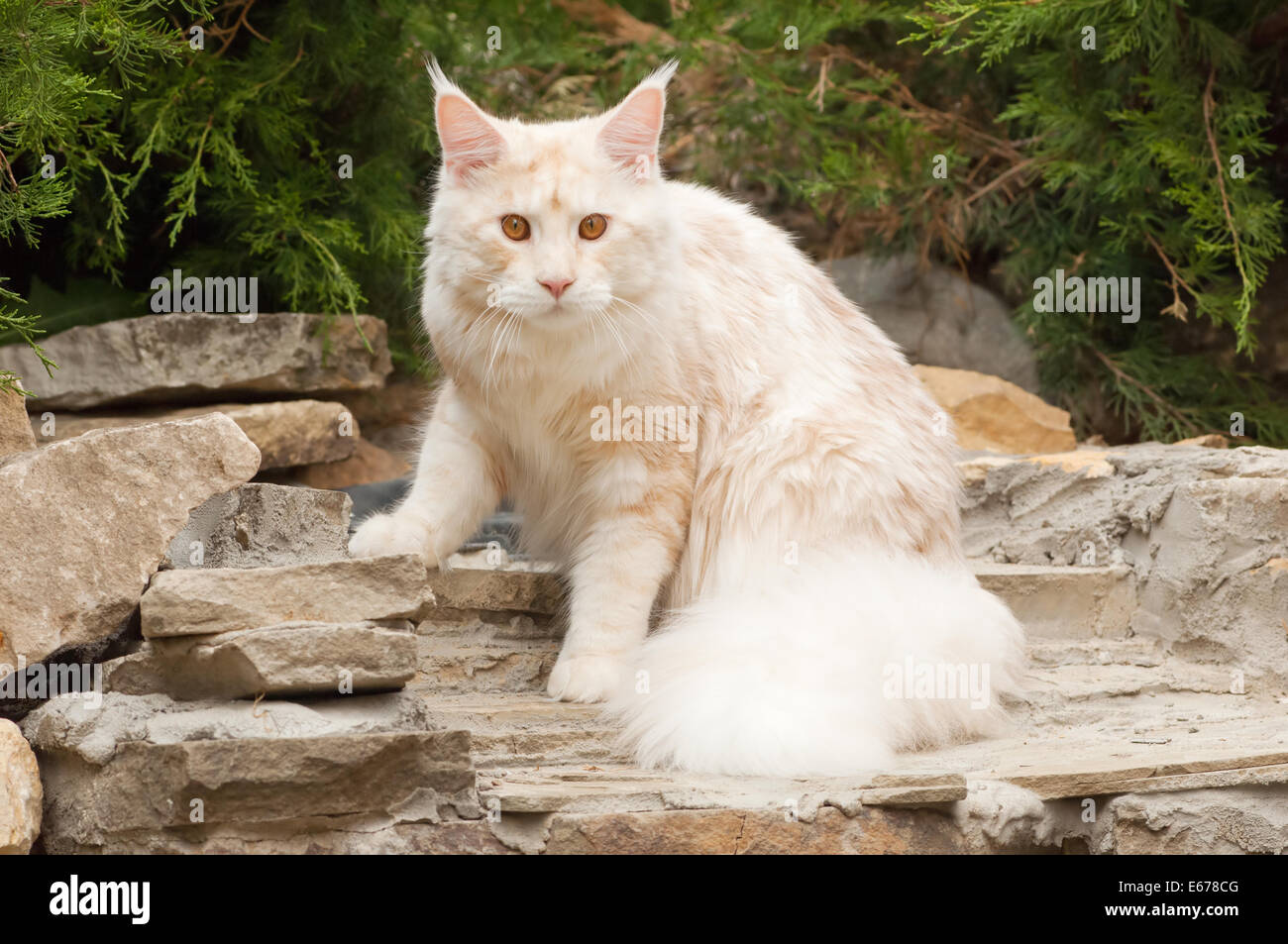 The Maine Coon, also known as American Longhair, is the bigest ...