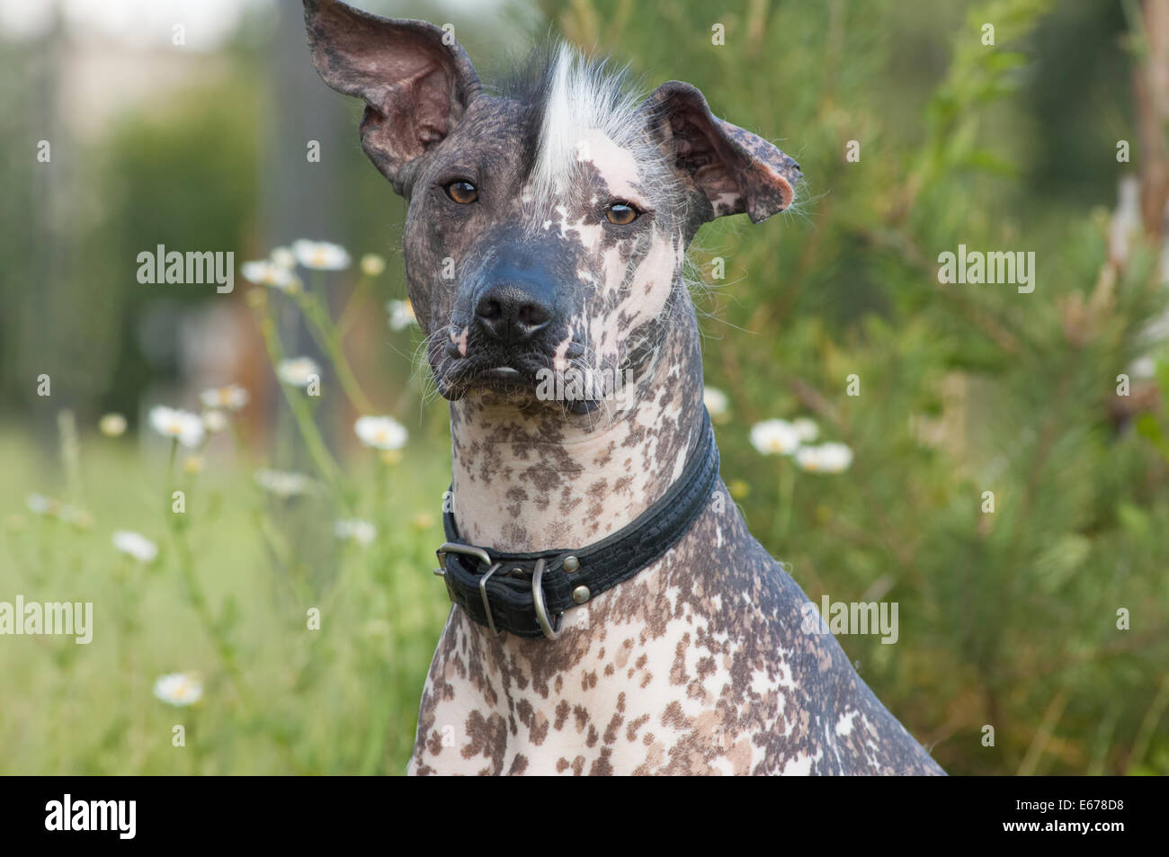 Mexican Hairless Dog Stock Photos & Mexican Hairless Dog Stock Images ...