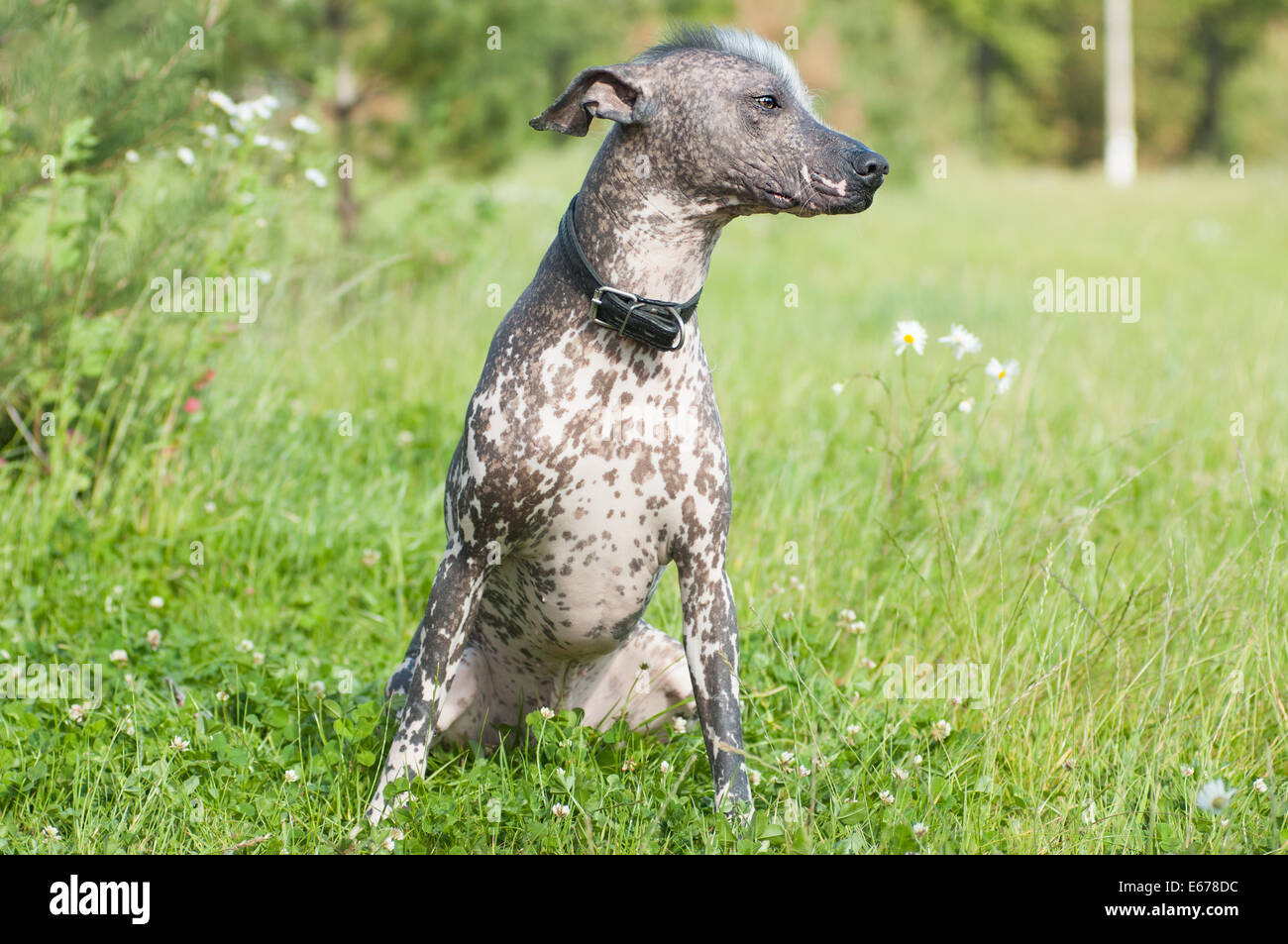 Mexican greyhound dog cheap