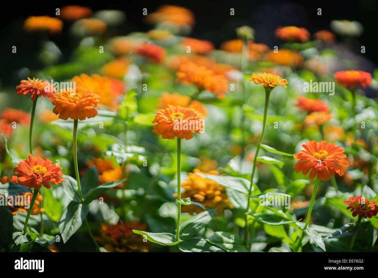 Orange Zinnia flowers Stock Photo