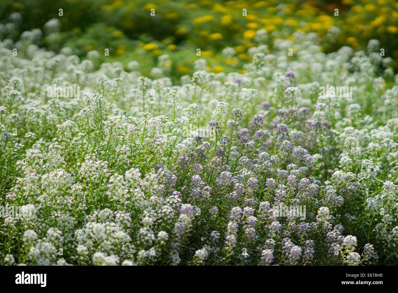 Sweet alyssum flowers Lobularia maritima Stock Photo - Alamy