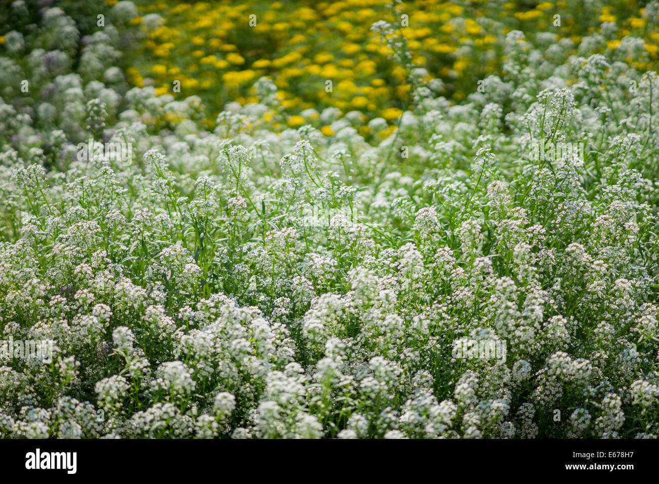 Alyssum hi-res stock photography and images - Alamy