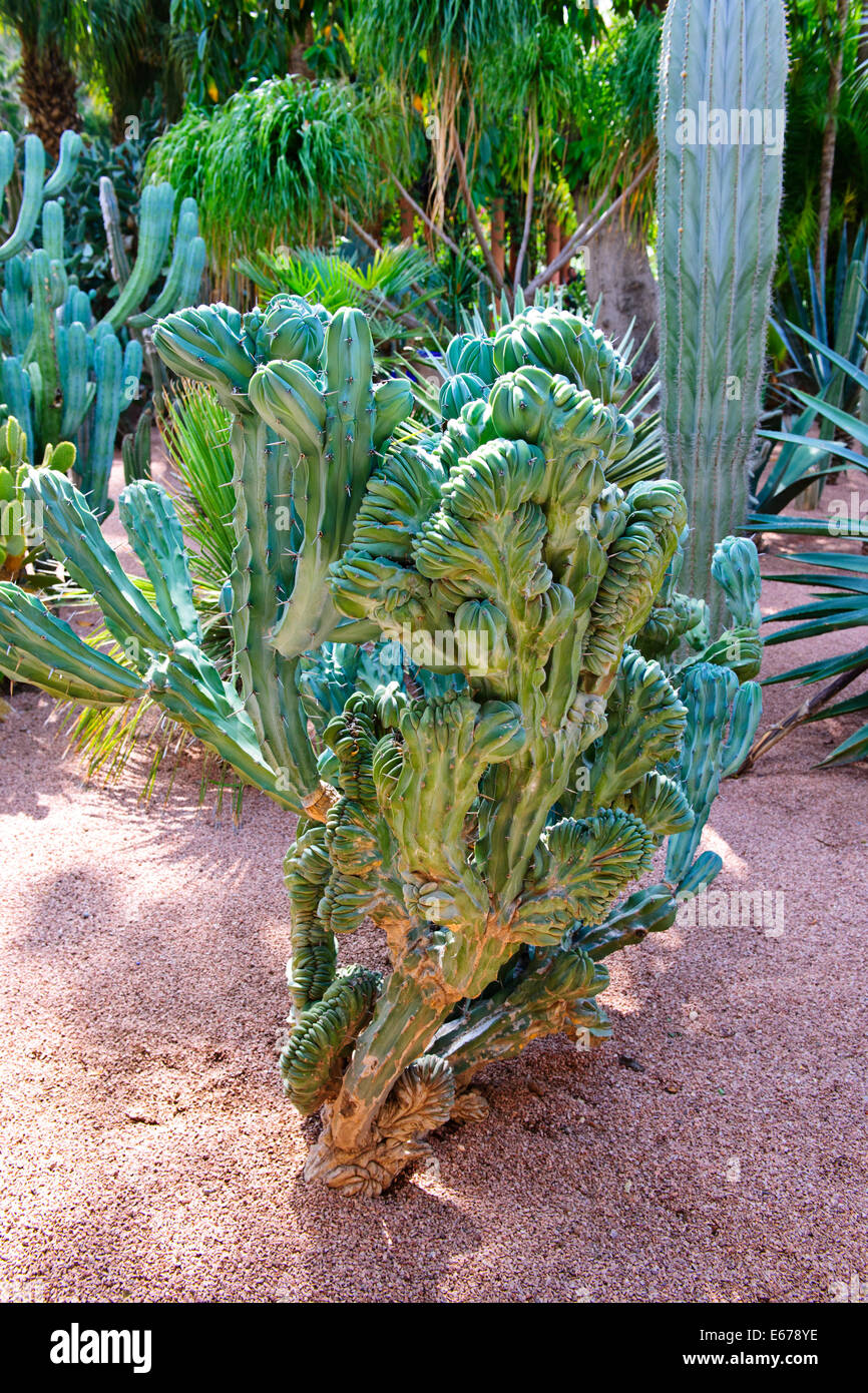 Cactus,Garden Built by Jacques Majorelle 1923,later bought by Yves Saint-Laurent,famous couturier,Bougainvillea,Bamboo,Marrakesh Stock Photo