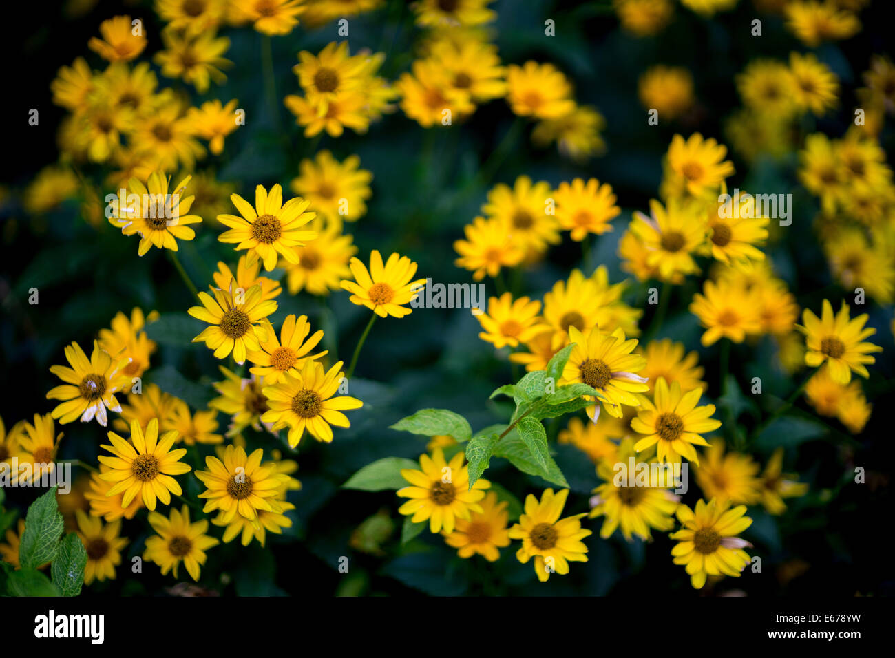Yellow coreopsis flowers Stock Photo