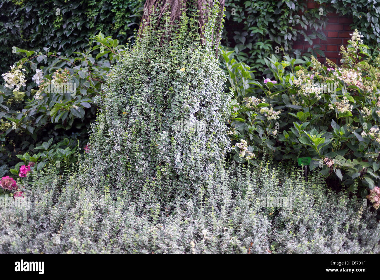Tree trunk covered with creeper Stock Photo