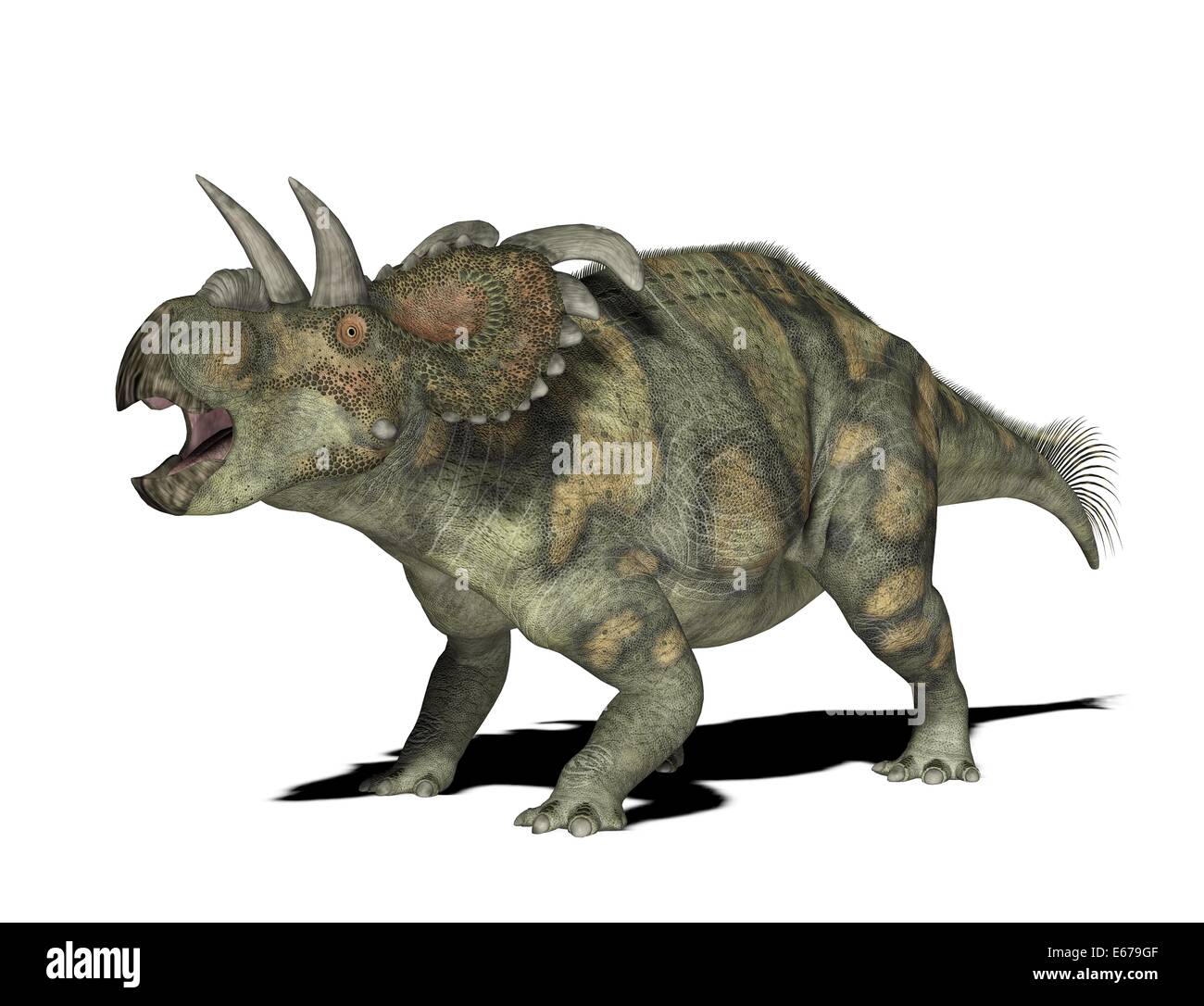 Dinosaurier Albertaceratops / dinosaur Albertaceratops Stock Photo