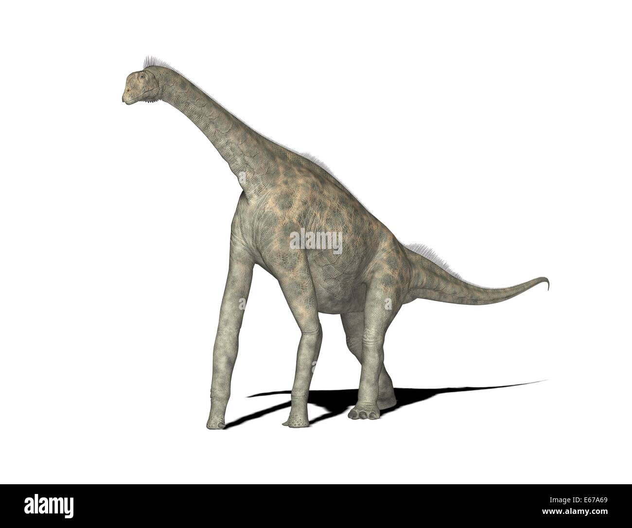 Dinosaurier Atlasaurus / dinosaur Atlasaurus Stock Photo