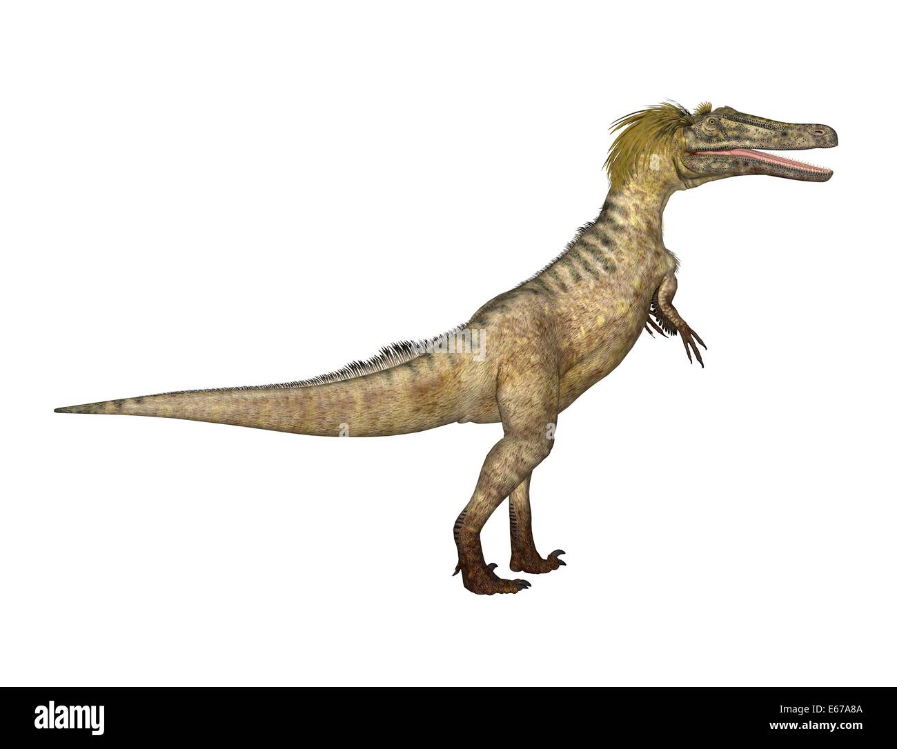 Dinosaurier Austroraptor / dinosaur Austroraptor Stock Photo