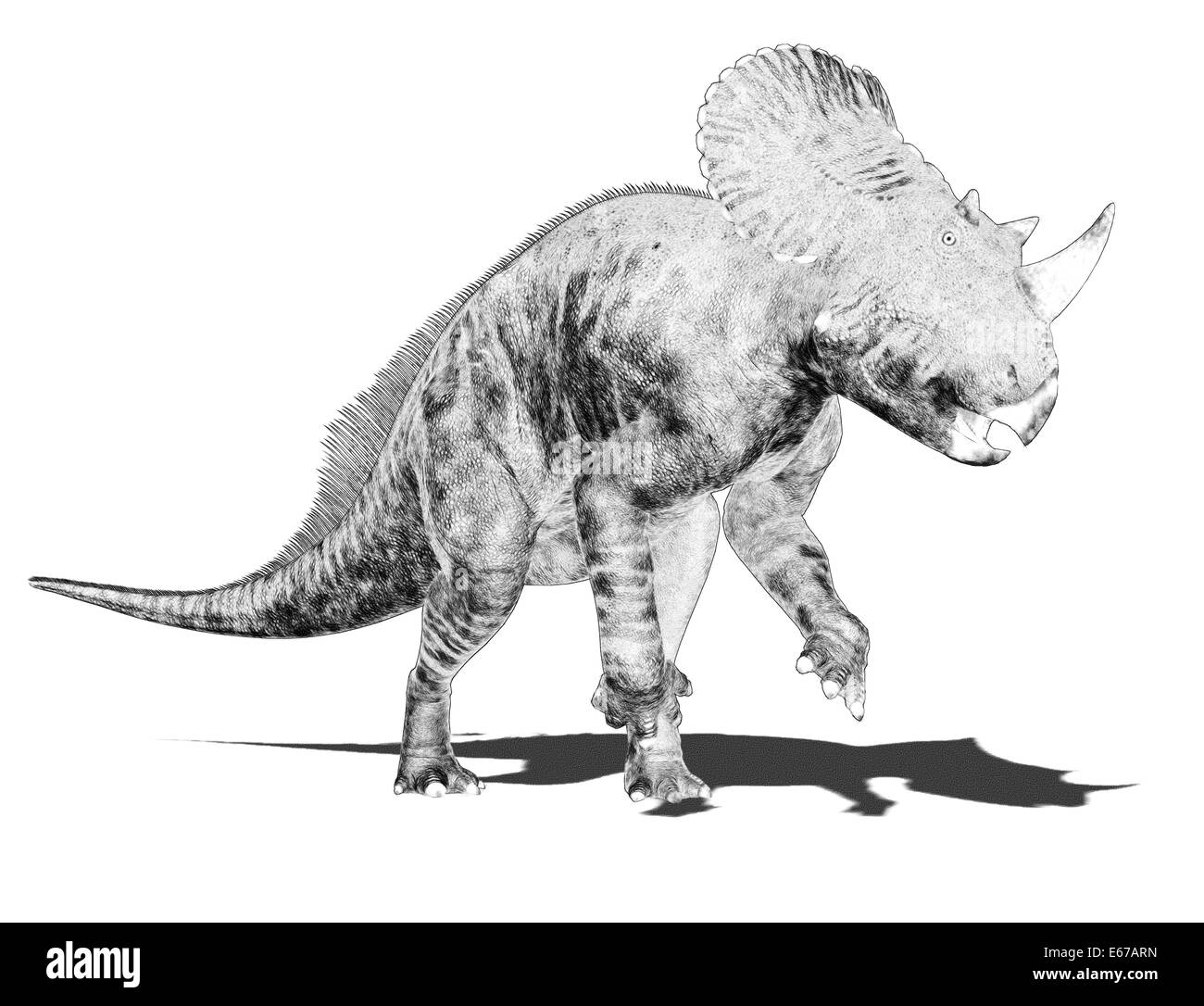 Dinosaurier Brachyceratops / dinosaur Brachyceratops Stock Photo