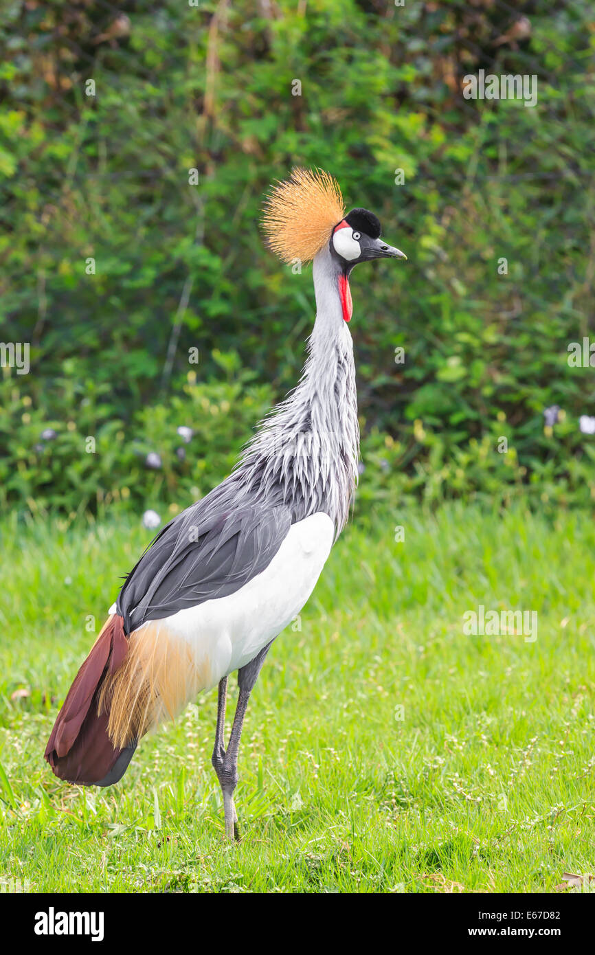 A bird, african crowned crane or Balearica regulorum, on the green grass field Stock Photo