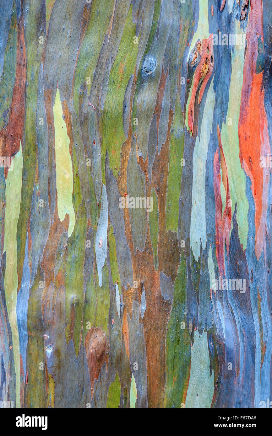 Colorful bark of the rainbow Eucalyptus (Eucalyptus deglupta) Stock Photo