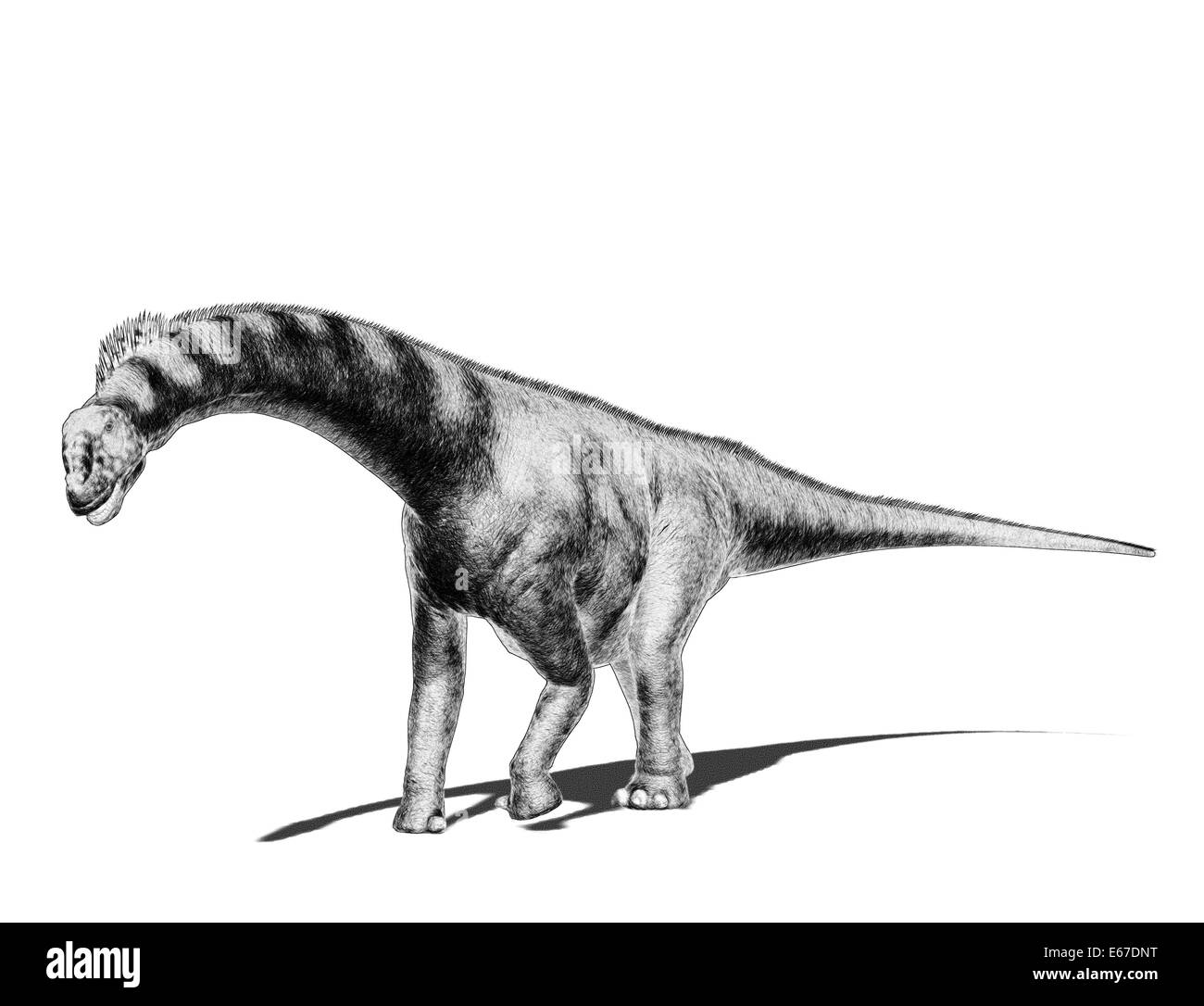 Dinosaurier Camarasaurus / dinosaur Camarasaurus Stock Photo