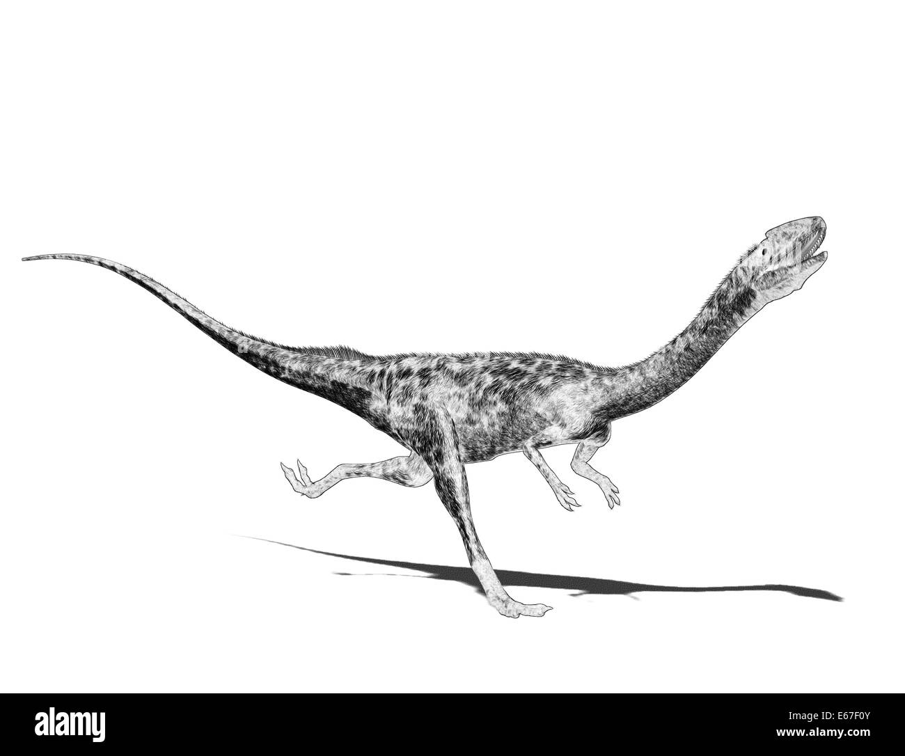 Dinosaurier Coelophysis / dinosaur Coelophysis Stock Photo