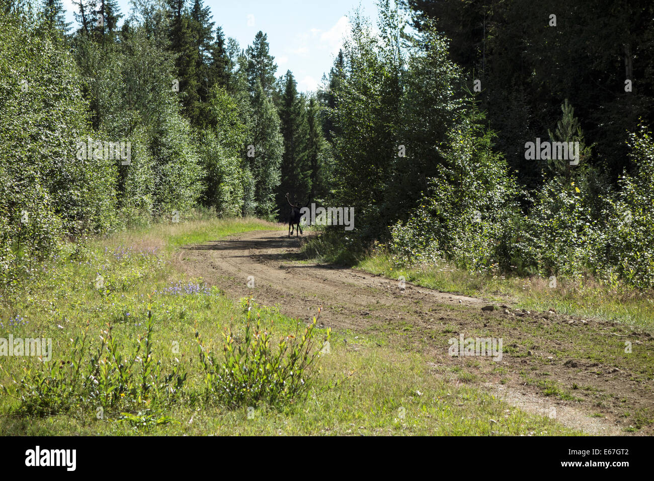 A wild rein deer in the forest, Sweden Stock Photo