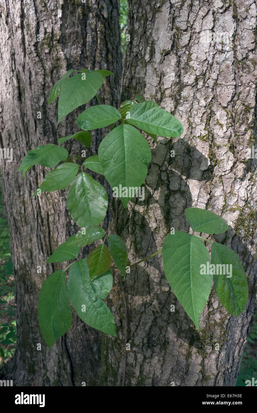 Poison Ivy growing up side of a tree. North Carolina Stock Photo