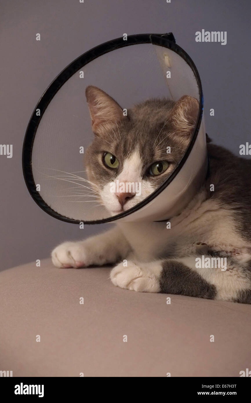 Cat wearing a protective collar also called Elizabethan collar or e