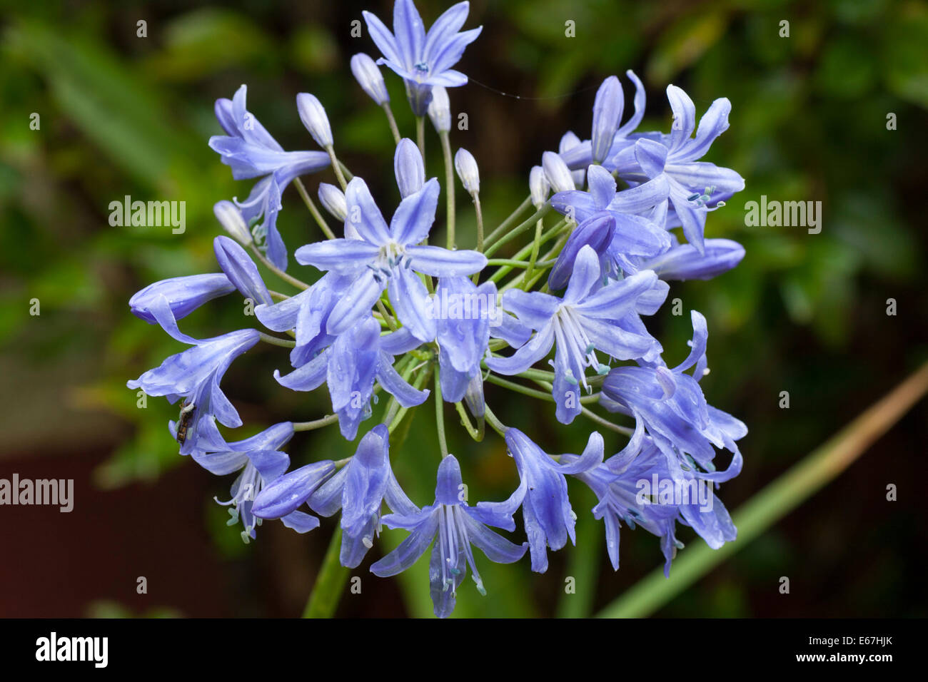 Open flowers and closed buds in a head of Agapanthus 'Bressingham Blue' Stock Photo